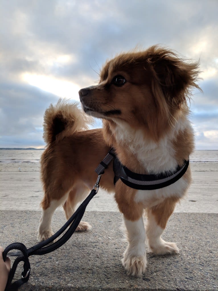 Choo Choo, a Chihuahua and Shih Tzu mix tested with EmbarkVet.com