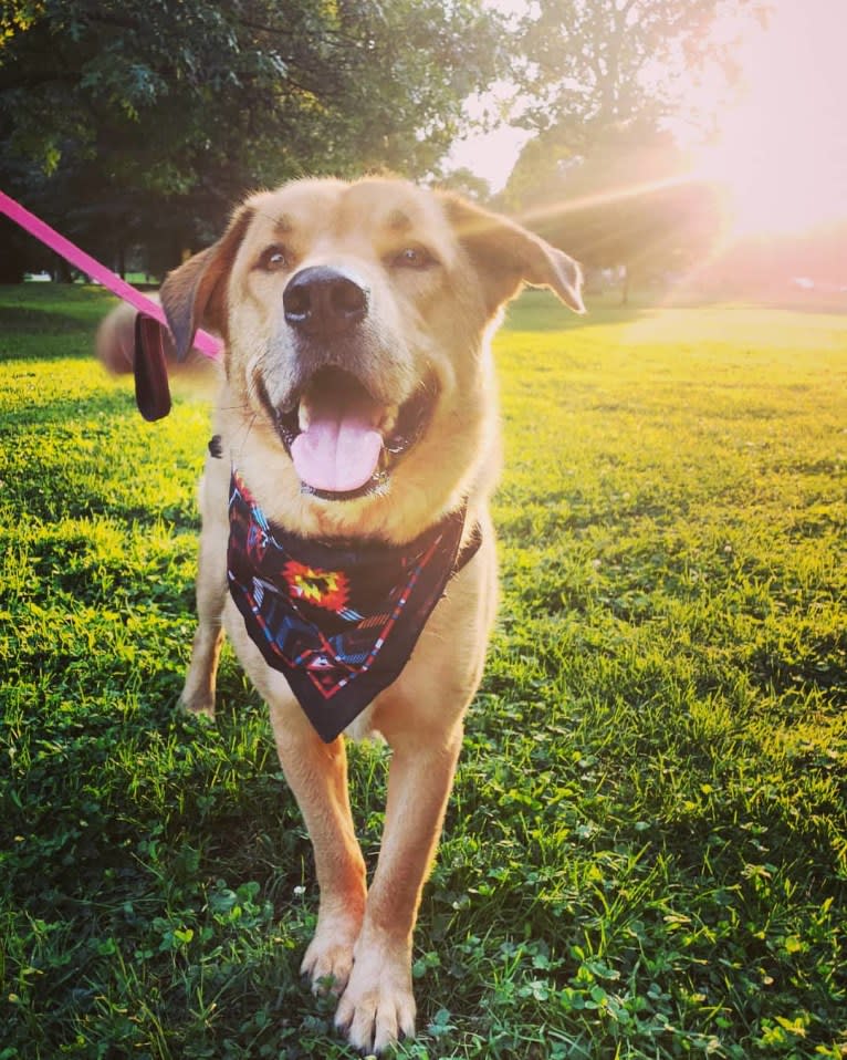 Buddy, an Alaskan Malamute and American Pit Bull Terrier mix tested with EmbarkVet.com