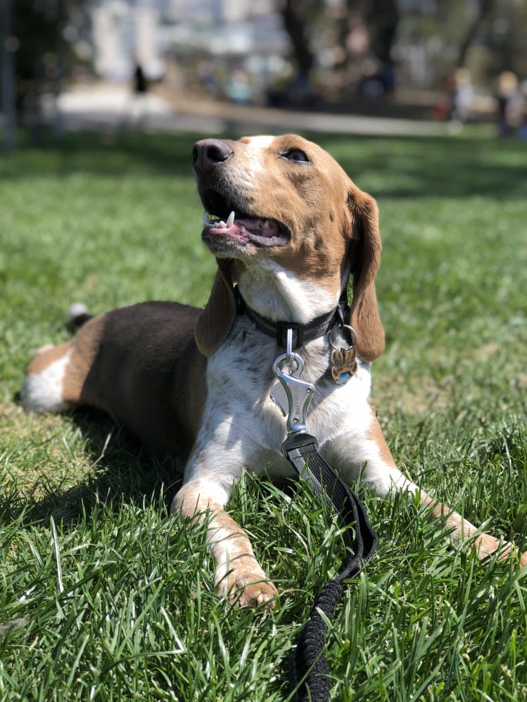 Trixie, a Beagle tested with EmbarkVet.com