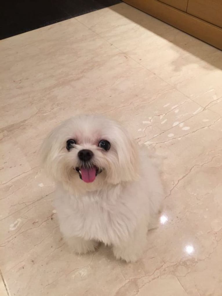 Sweety, a Maltese tested with EmbarkVet.com