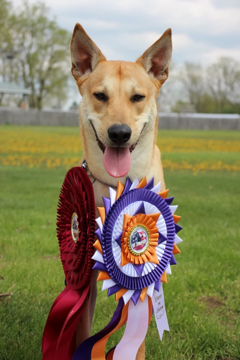 Bones, a Carolina Dog tested with EmbarkVet.com