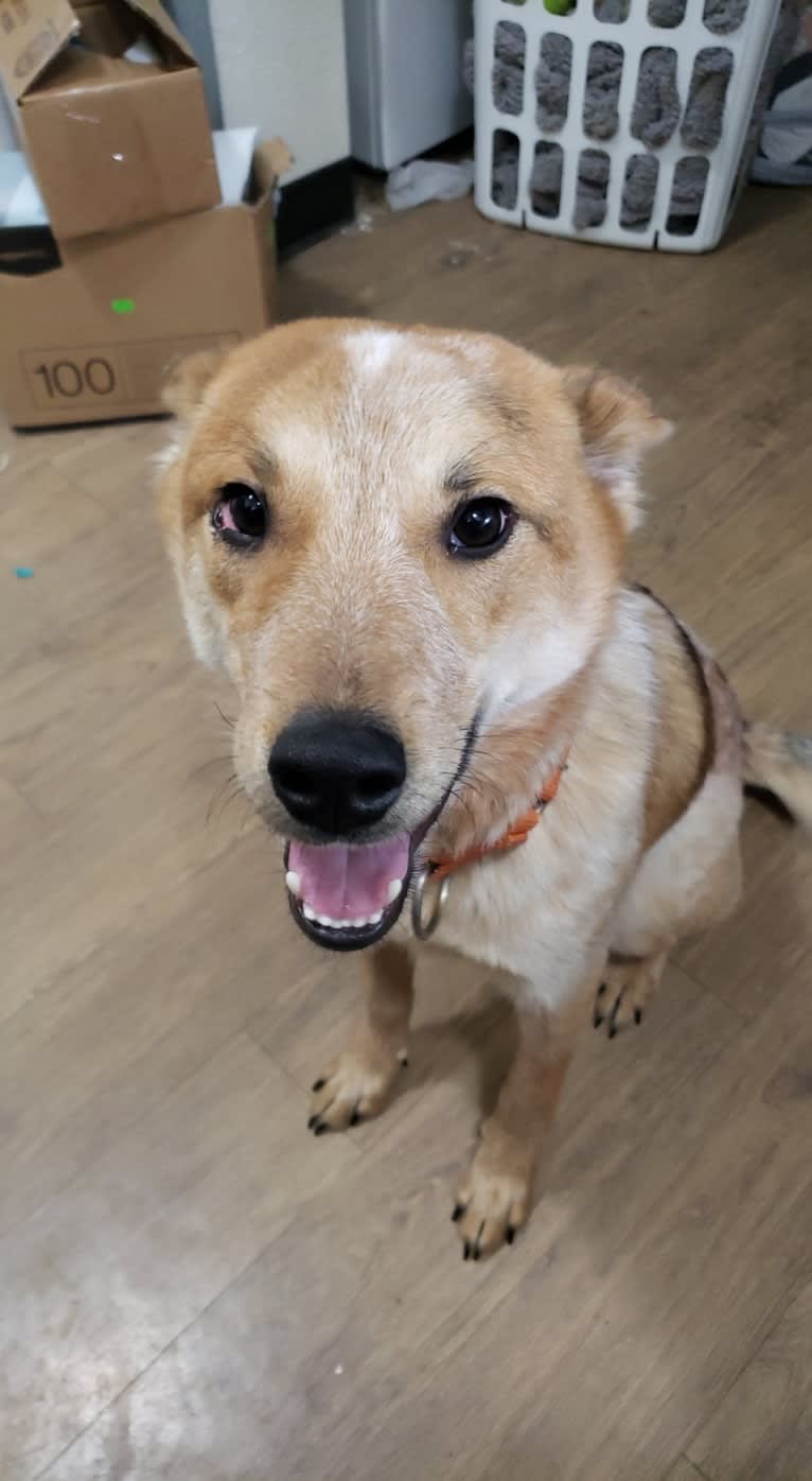 Brutus, an Australian Cattle Dog and Great Pyrenees mix tested with EmbarkVet.com