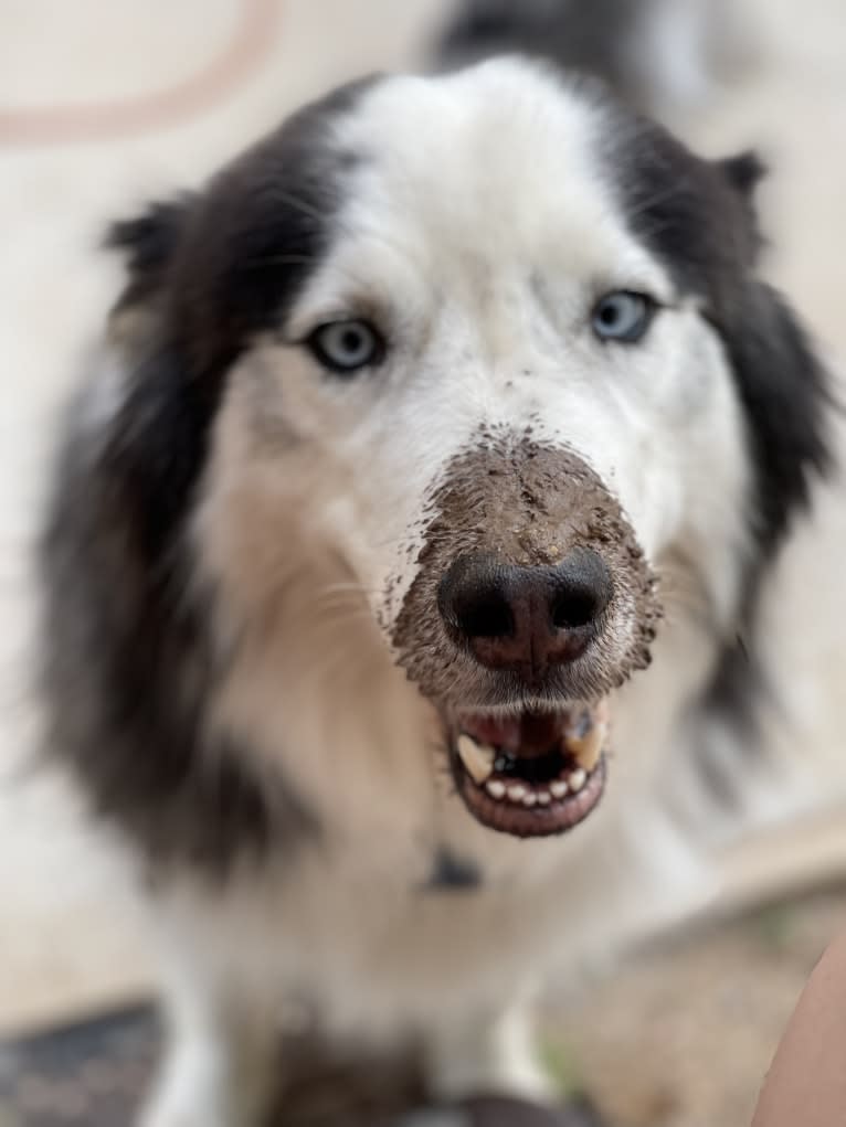 Jack, a Siberian Husky tested with EmbarkVet.com