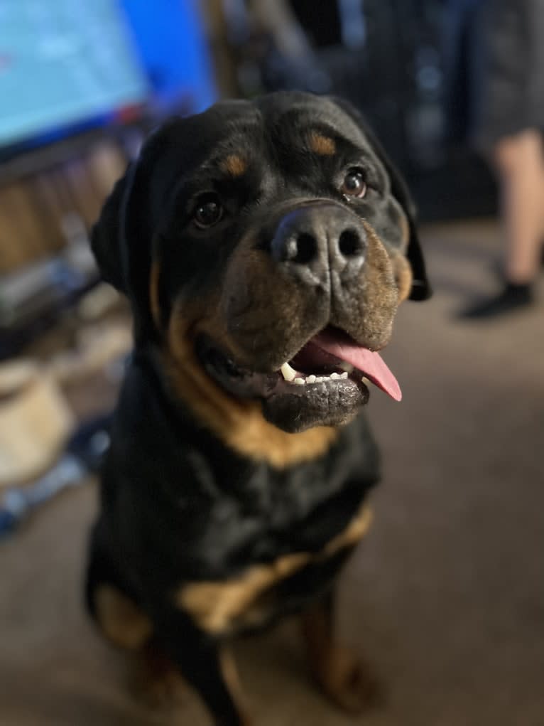 Chompy, a Rottweiler tested with EmbarkVet.com