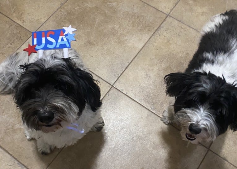 Benito, a Havanese tested with EmbarkVet.com