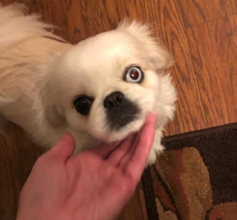 Skye, a Pekingese tested with EmbarkVet.com