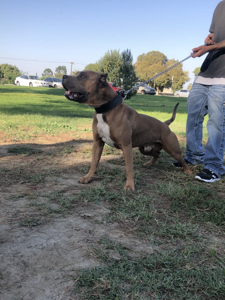 Storm King, an American Bully tested with EmbarkVet.com