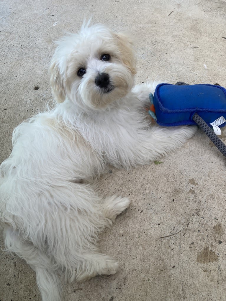 Murphy, a Maltese and Shih Tzu mix tested with EmbarkVet.com