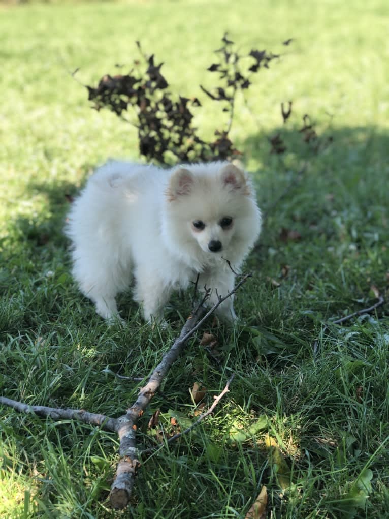 Lilith, a Pomeranian tested with EmbarkVet.com