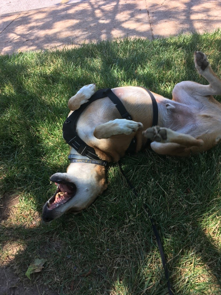 Stanley, a Mountain Cur tested with EmbarkVet.com