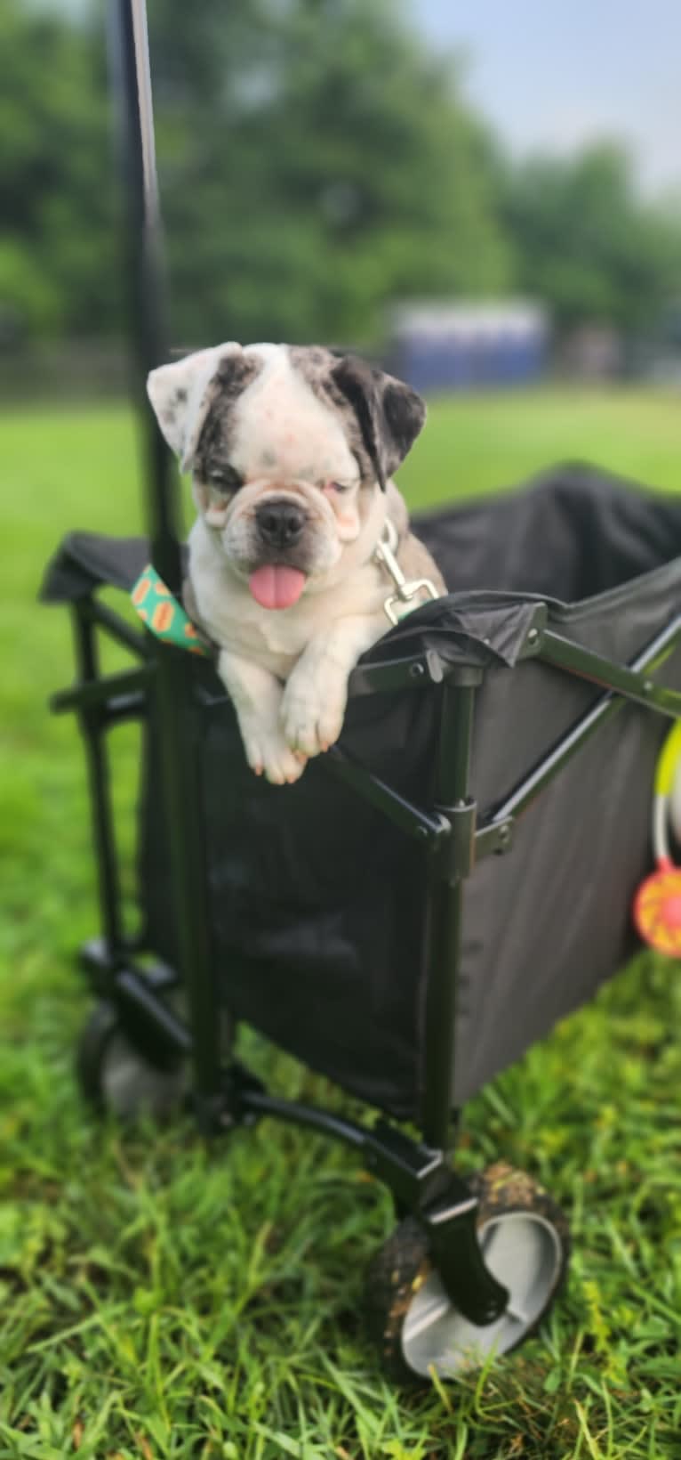 Waldo, a Pug tested with EmbarkVet.com