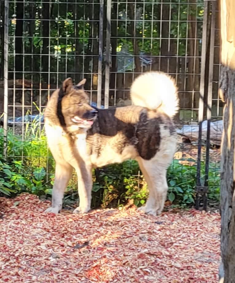 Casey, an Akita tested with EmbarkVet.com