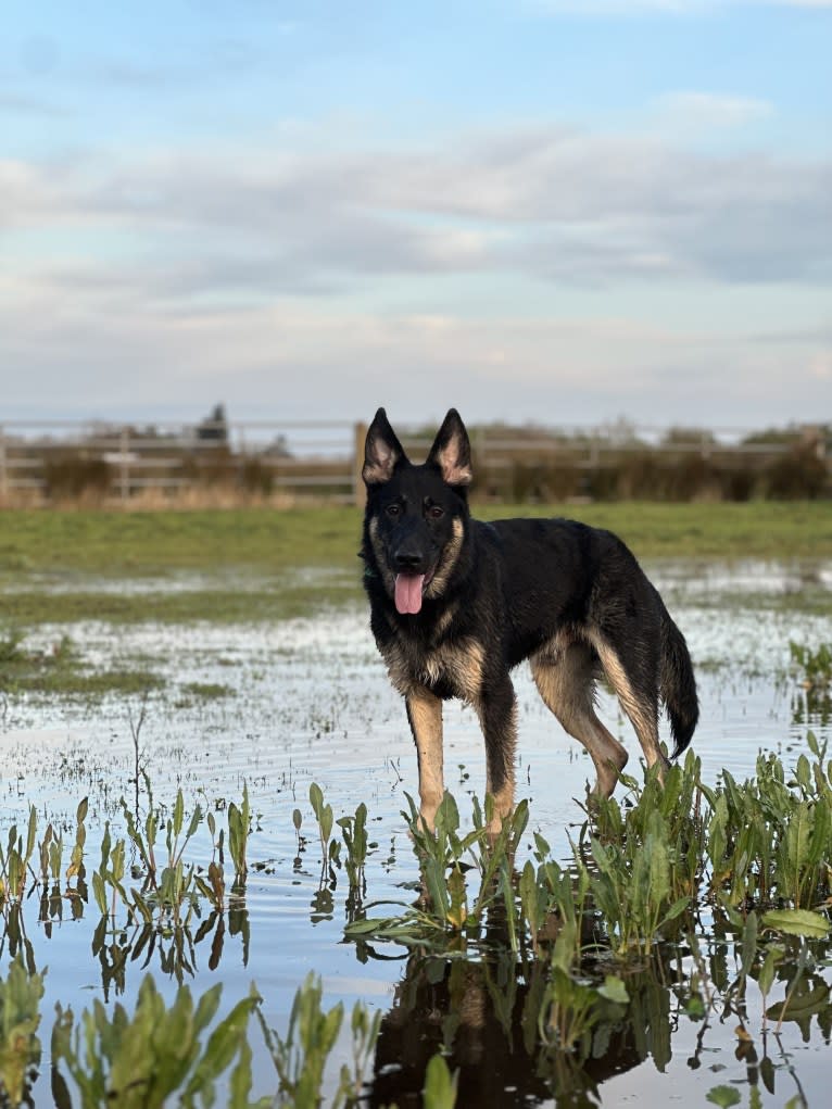 Pyro, a German Shepherd Dog (6.9% unresolved) tested with EmbarkVet.com
