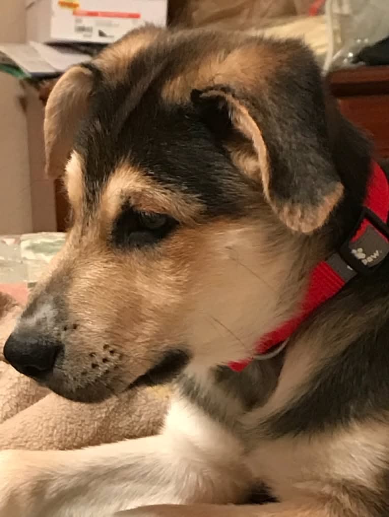 Jasper, a Siberian Husky and German Shepherd Dog mix tested with EmbarkVet.com