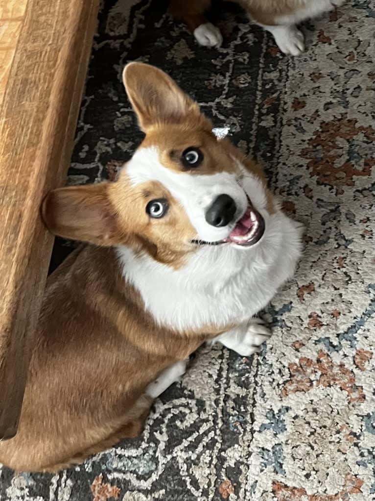 Sydney, a Pembroke Welsh Corgi tested with EmbarkVet.com