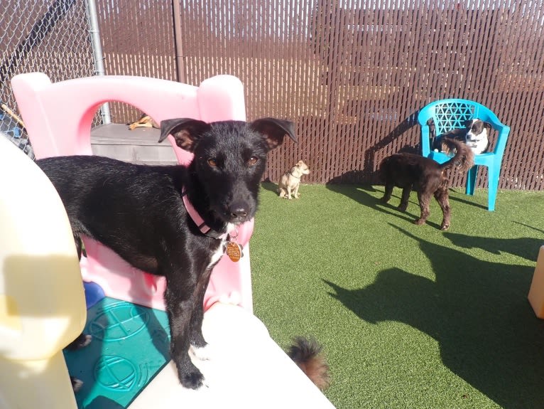 Luna, a Mountain Cur and Russell-type Terrier mix tested with EmbarkVet.com