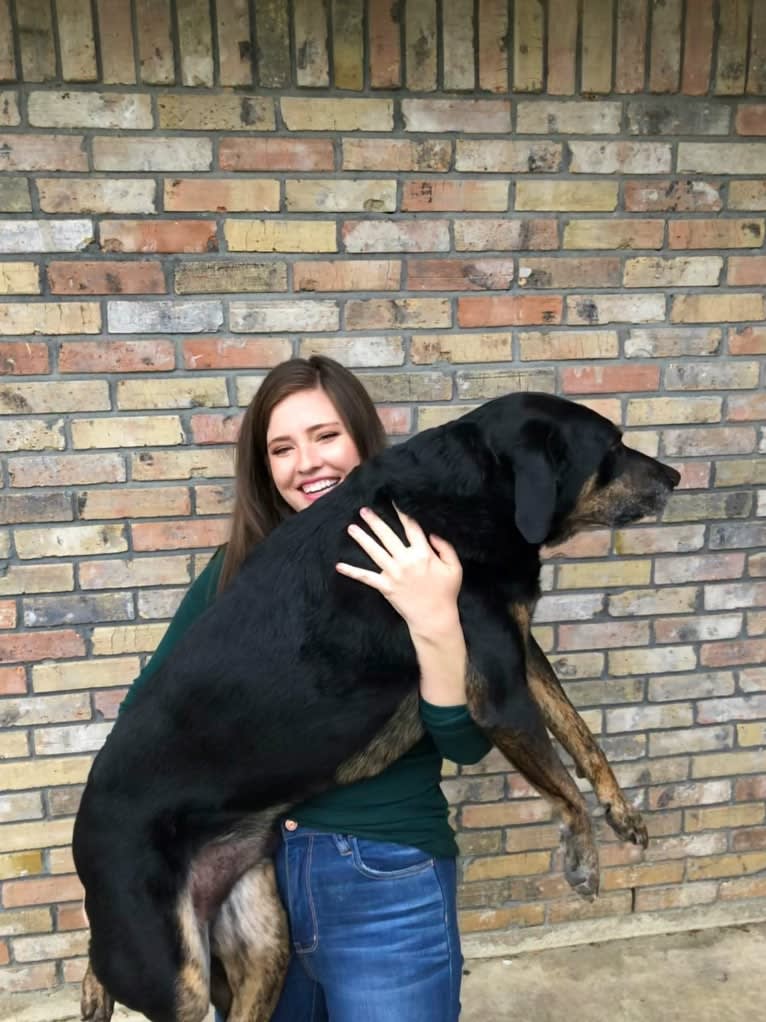 Talon, a Labrador Retriever and Treeing Walker Coonhound mix tested with EmbarkVet.com