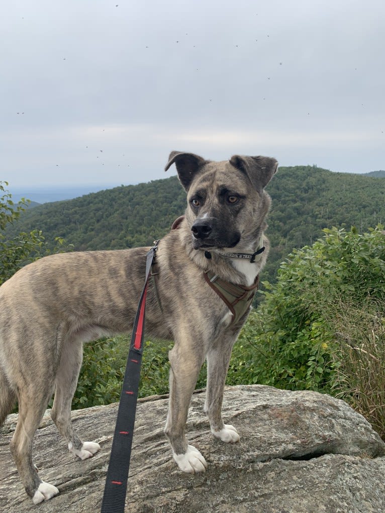 Tenzin, a Siberian Husky and Cane Corso mix tested with EmbarkVet.com