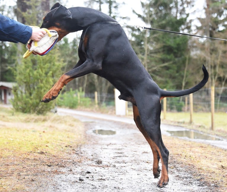 Pacha Kamaq of Dark Ancestor, a Doberman Pinscher tested with EmbarkVet.com