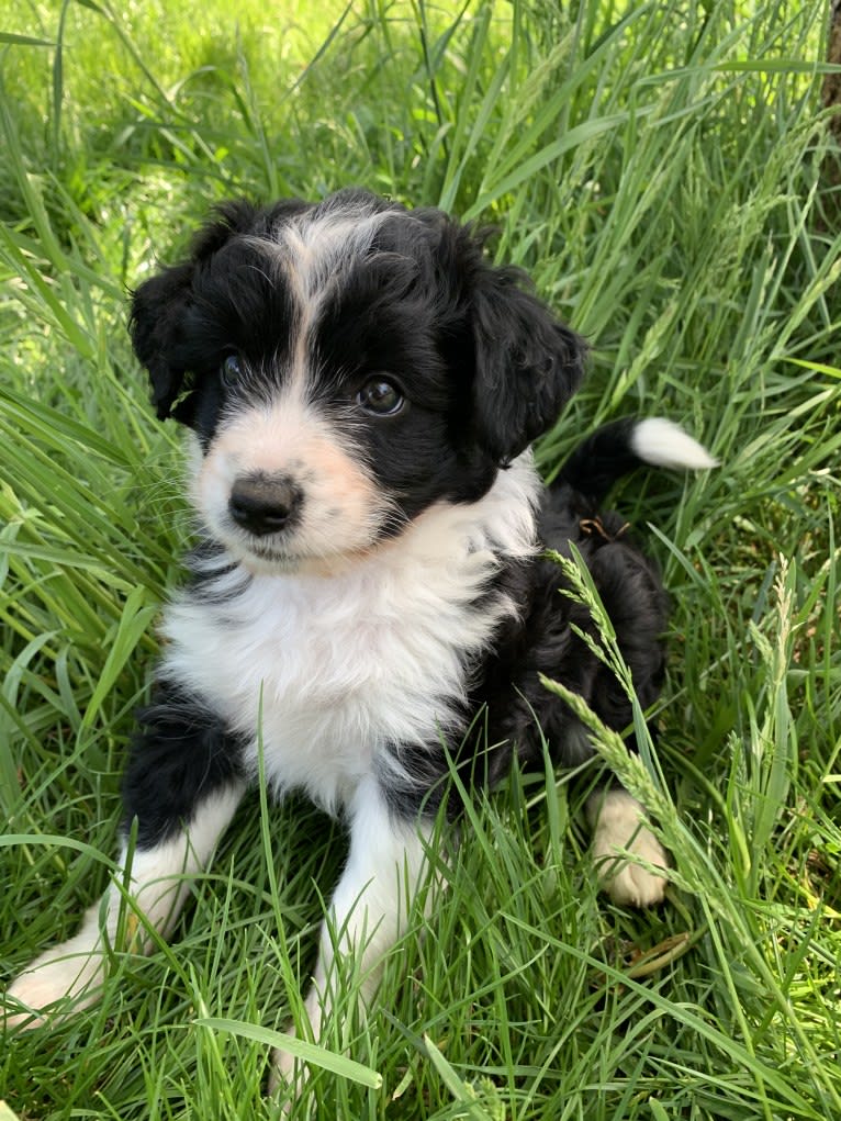 Bee, an Aussiedoodle tested with EmbarkVet.com