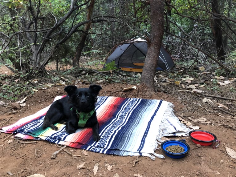 Jasper, a Poodle (Small) and Chihuahua mix tested with EmbarkVet.com