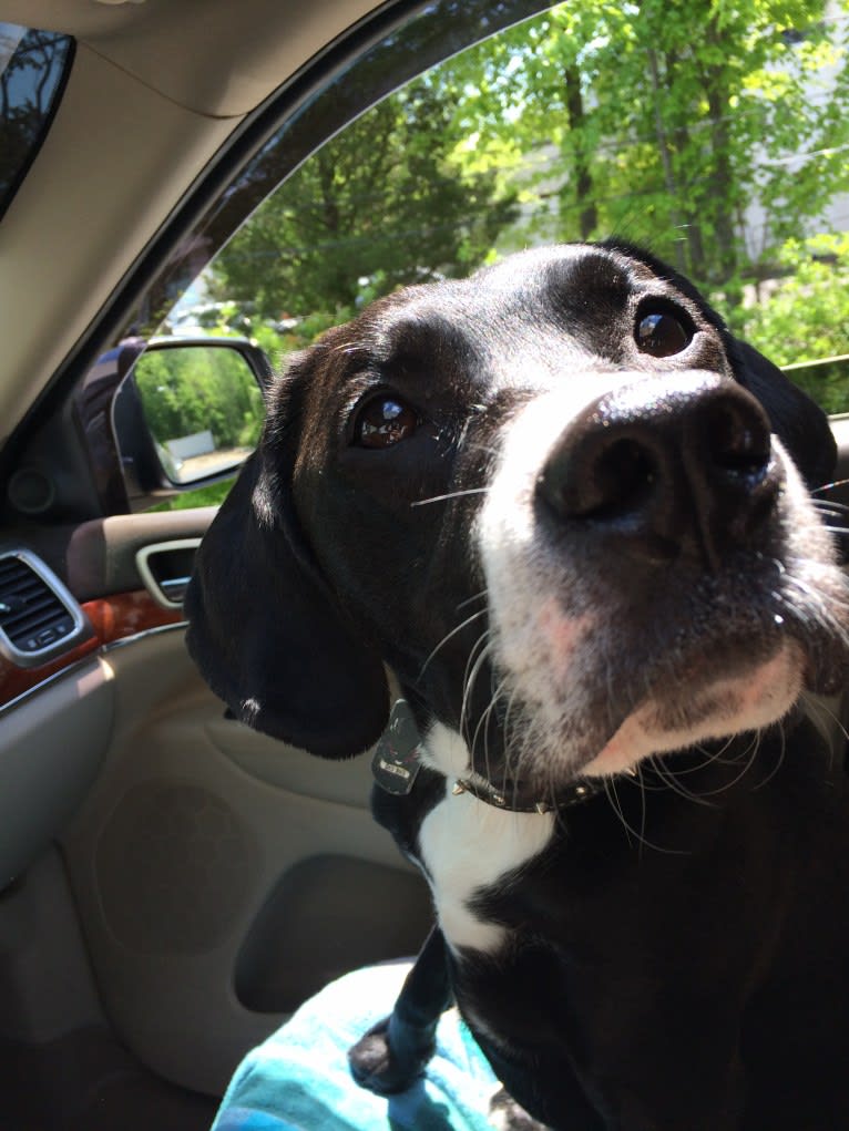 Tucker, a Labrador Retriever and American Staffordshire Terrier mix tested with EmbarkVet.com