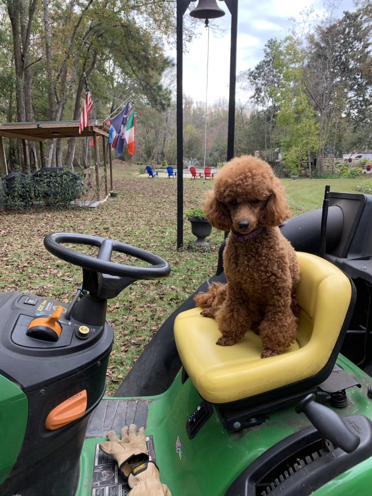 Loki, a Poodle (Small) tested with EmbarkVet.com