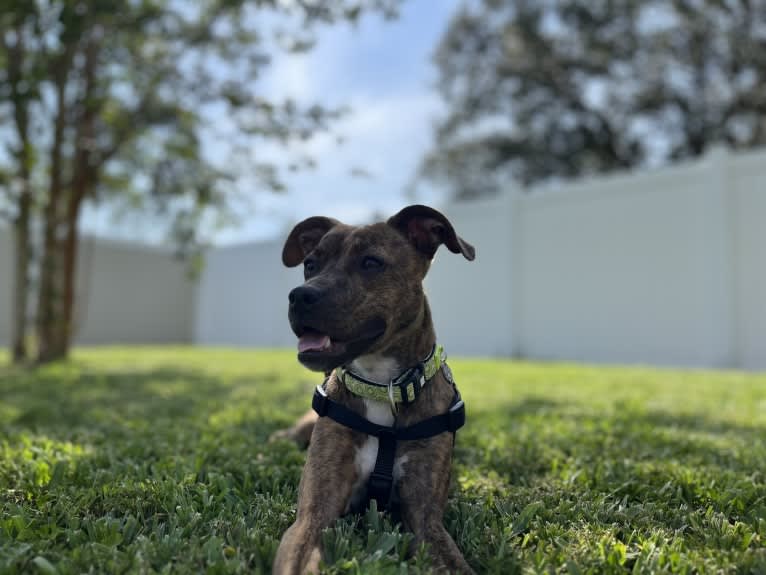 Kiwi, an American Pit Bull Terrier and Chihuahua mix tested with EmbarkVet.com