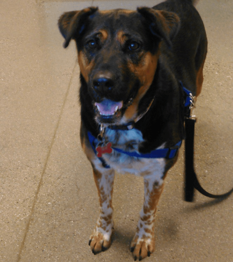 T, a Rottweiler and Samoyed mix tested with EmbarkVet.com