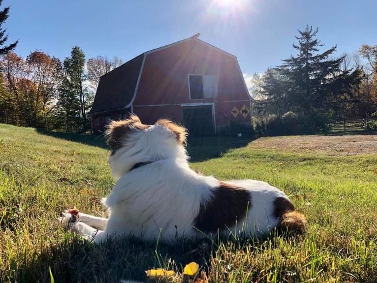 Cooper, an Australian Cattle Dog and Shih Tzu mix tested with EmbarkVet.com