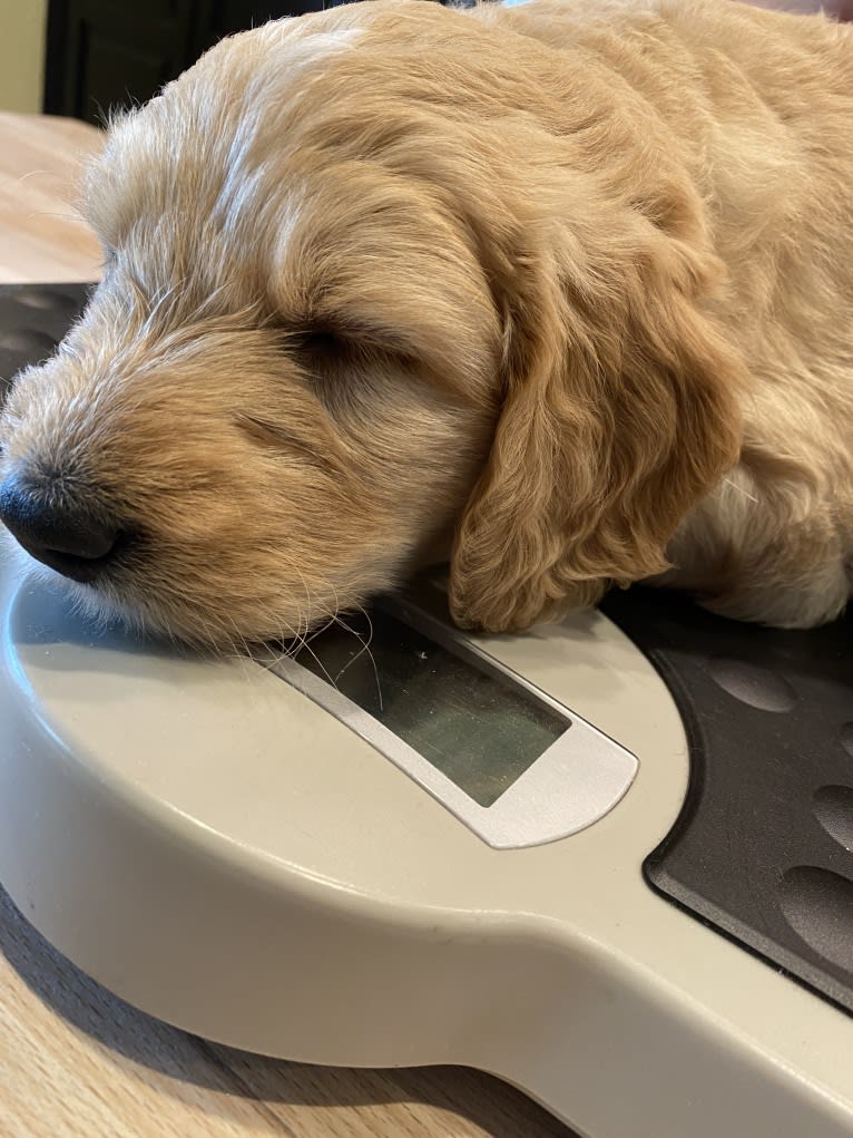 Blossom, a Poodle (Standard) and Golden Retriever mix tested with EmbarkVet.com