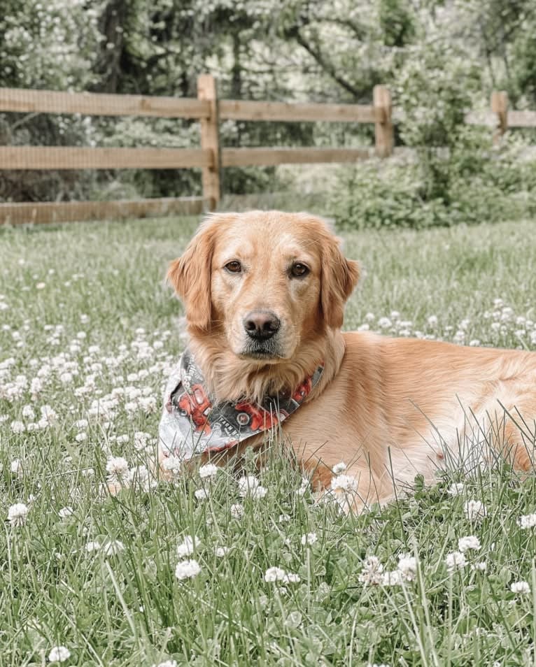 Marley, a Golden Retriever tested with EmbarkVet.com