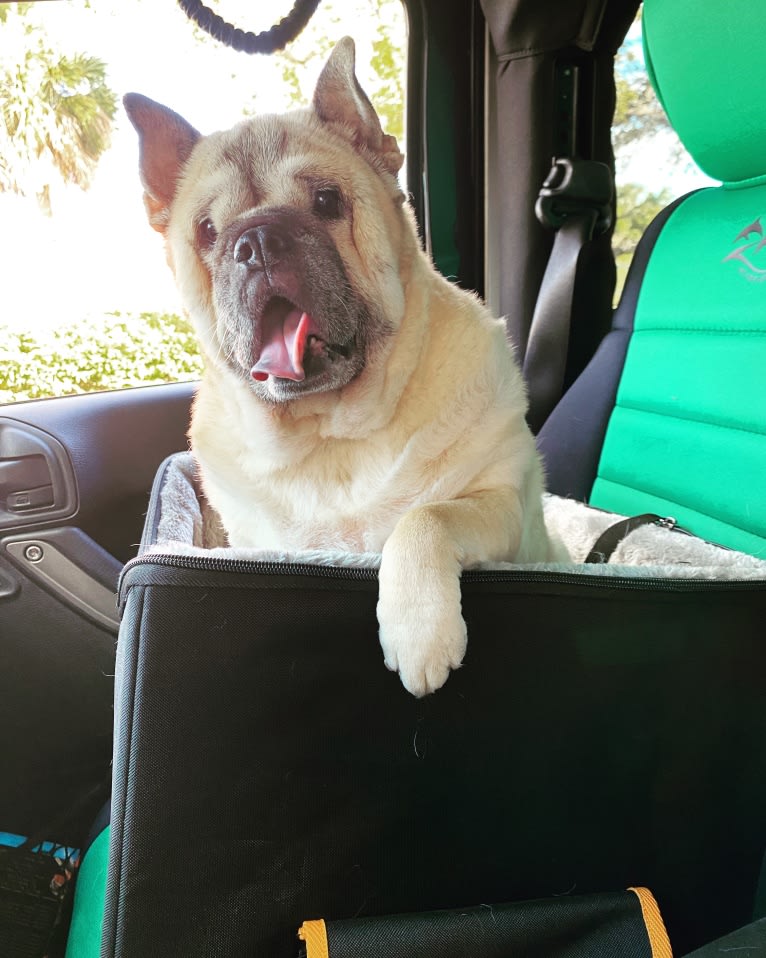 Cabella, a Chinese Shar-Pei and Pug mix tested with EmbarkVet.com