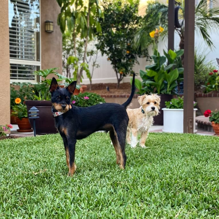 Bubba, a Miniature Pinscher and Chihuahua mix tested with EmbarkVet.com