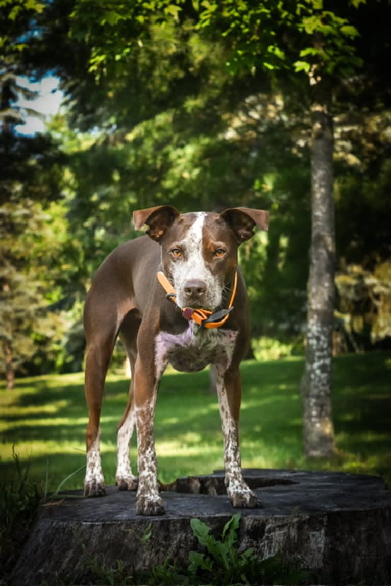 Kora, an Australian Cattle Dog and German Shorthaired Pointer mix tested with EmbarkVet.com