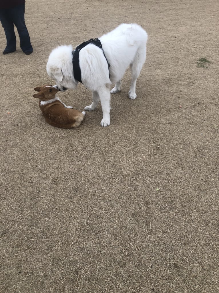 Looney “Chik’in Mini Bandit” Bear, a Great Pyrenees tested with EmbarkVet.com