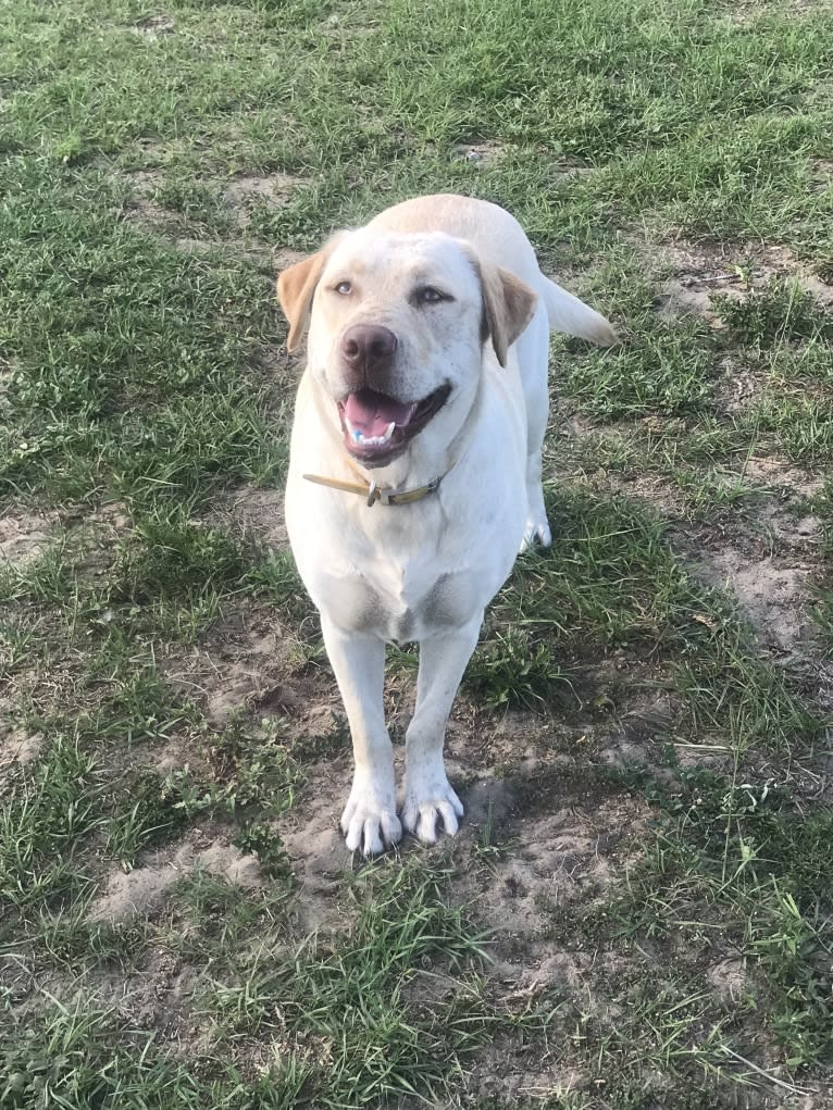 Mercy, a Labrador Retriever tested with EmbarkVet.com