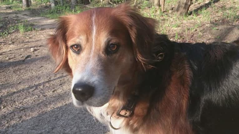 Akita, a Golden Retriever and Bernese Mountain Dog mix tested with EmbarkVet.com