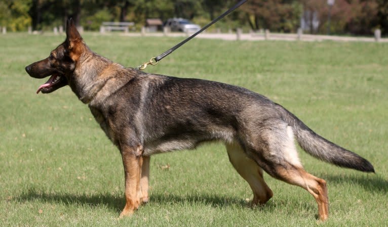 Vesta, a German Shepherd Dog tested with EmbarkVet.com