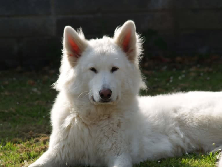 Alaska, a German Shepherd Dog and Akita mix tested with EmbarkVet.com