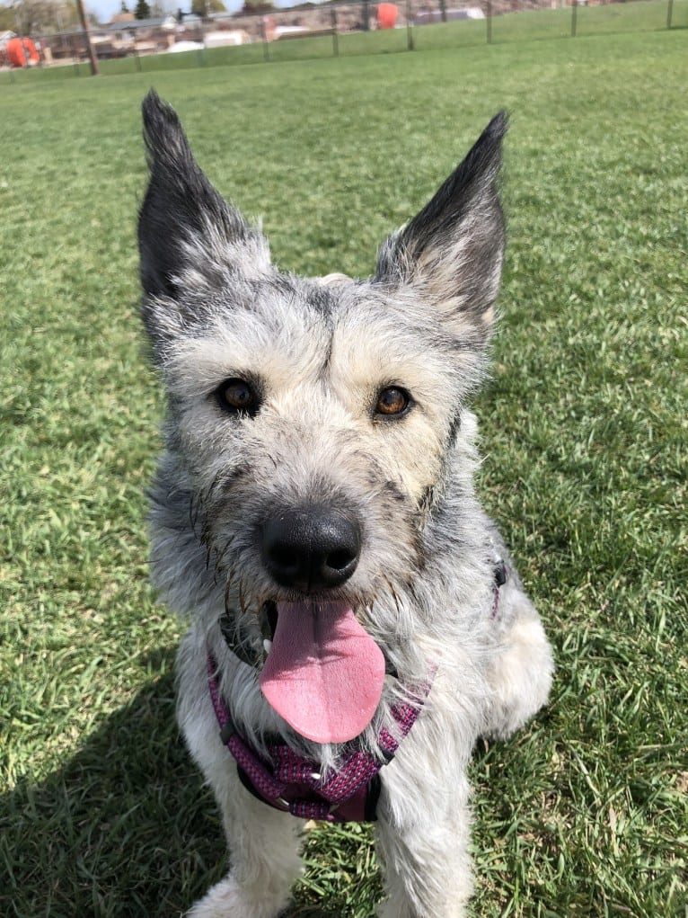 Dory, a Siberian Husky and Poodle (Small) mix tested with EmbarkVet.com