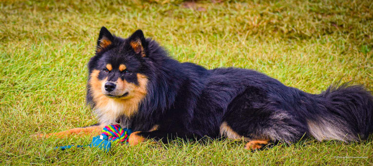 Micah, a Finnish Lapphund tested with EmbarkVet.com