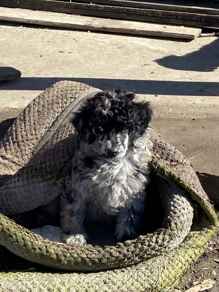 Jay, a Poodle (Small) tested with EmbarkVet.com