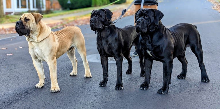 Jabali Boland, a Boerboel tested with EmbarkVet.com