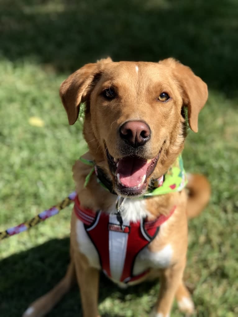 Jack, a Border Collie and Beagle mix tested with EmbarkVet.com