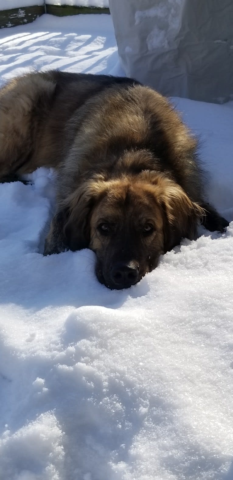 Calvin, a Maremma Sheepdog and Saint Bernard mix tested with EmbarkVet.com