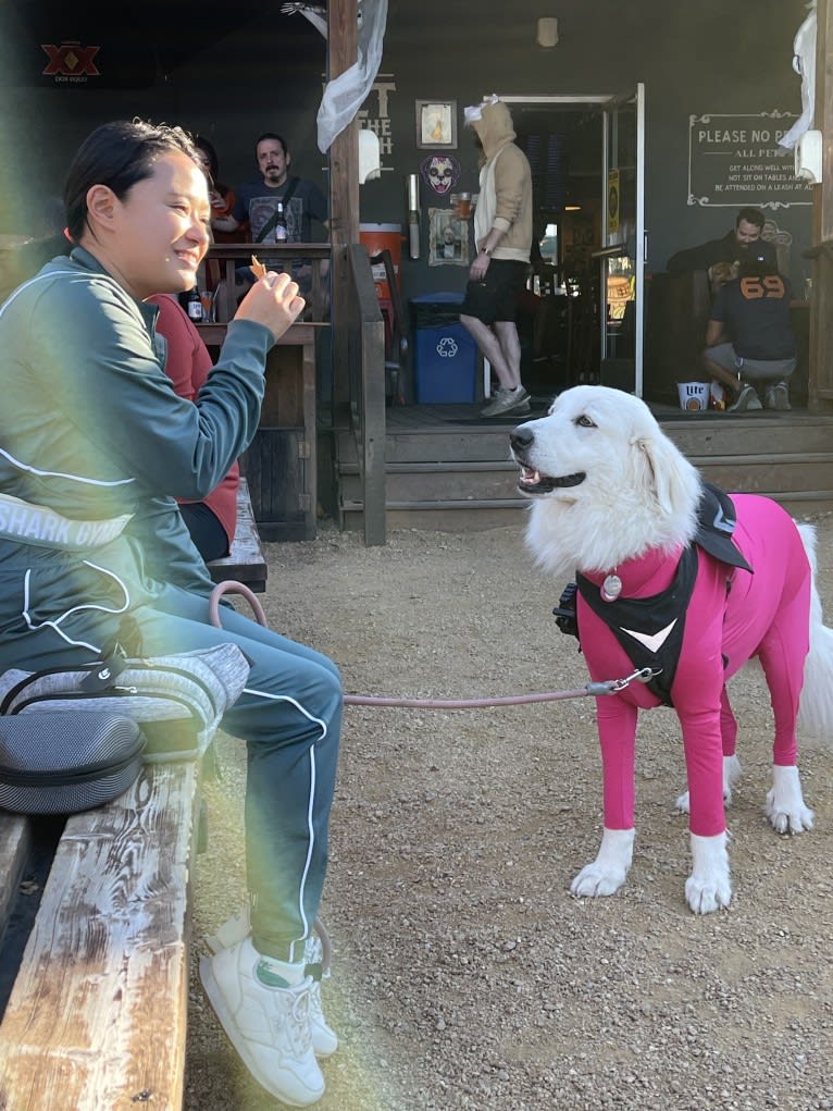 Looney “Chik’in Mini Bandit” Bear, a Great Pyrenees tested with EmbarkVet.com