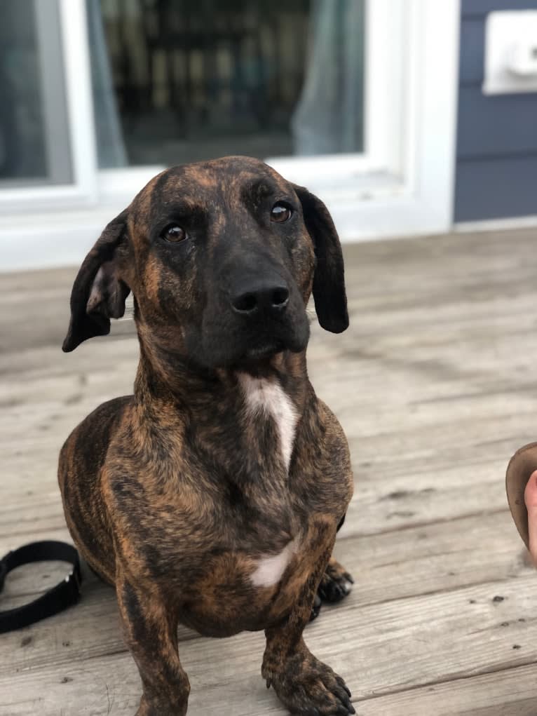 Peter, a Dachshund and American Pit Bull Terrier mix tested with EmbarkVet.com