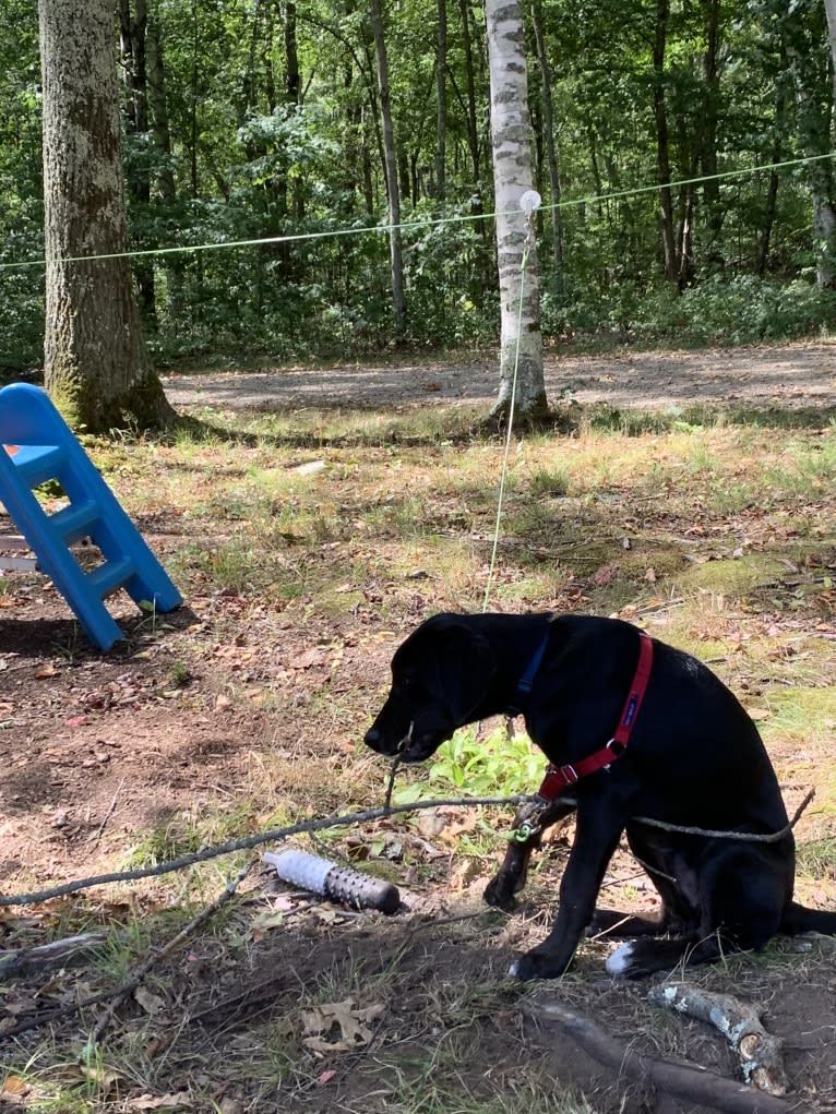 Ollie Milazzo, an American Foxhound and German Shorthaired Pointer mix tested with EmbarkVet.com