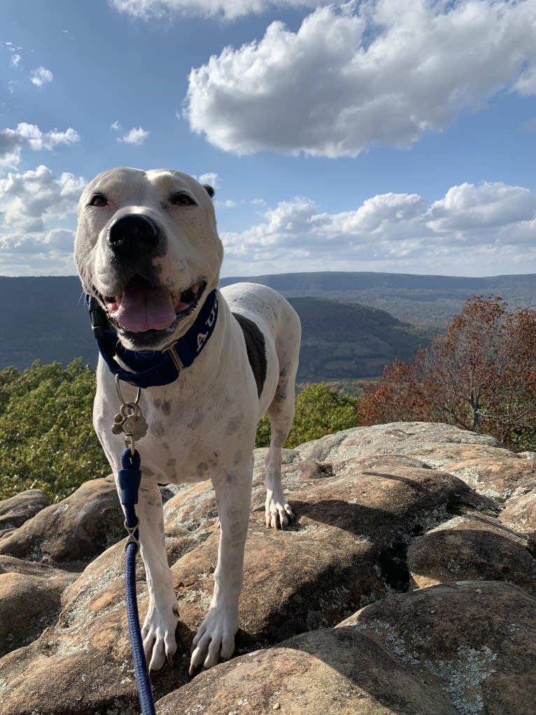 Auggie, an American Pit Bull Terrier and American Staffordshire Terrier mix tested with EmbarkVet.com